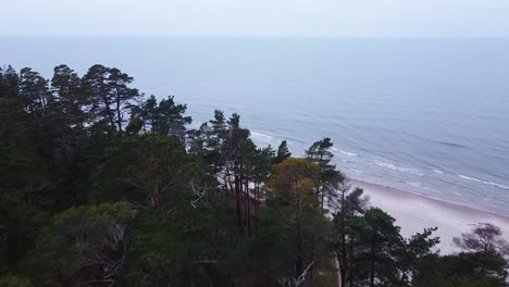 Aerial-view-of-Baltic-sea-coastline-at-Bernati-beach-in-Latvia,-flying-forward-over-dense-coastal-pines-and-the-white-sand-beach,-sea-erosion-affected-coastline,-wide-angle-revealing-shot-tilt-down