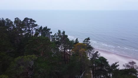 aerial view of baltic sea coastline at bernati beach in latvia, flying forward over dense coastal pines and the white sand beach, sea erosion affected coastline, wide angle revealing shot tilt down