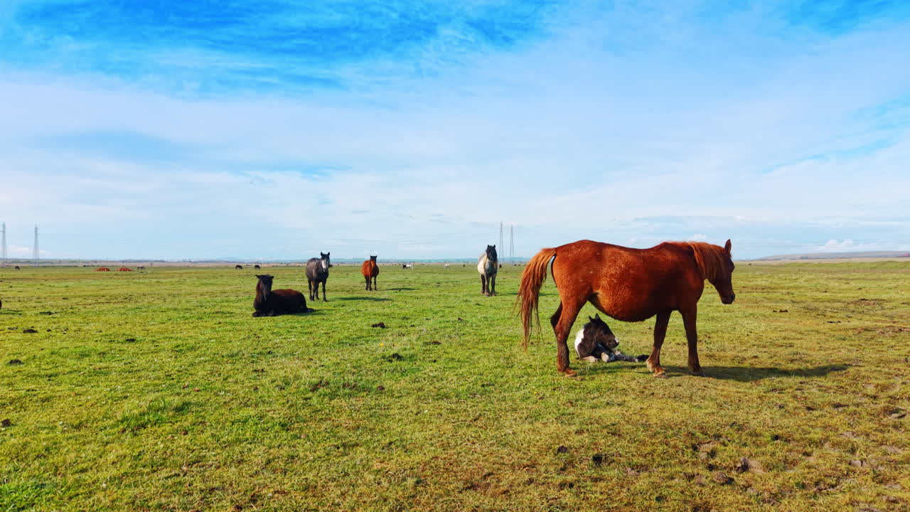 Gruppo di cavalli di razze diverse che pascolano in un paesaggio di prato verde aperto. Diversi cavalli, inclusi baio e grigio, si trovano in un vasto campo verde con uno sfondo di cielo azzurro brillante.