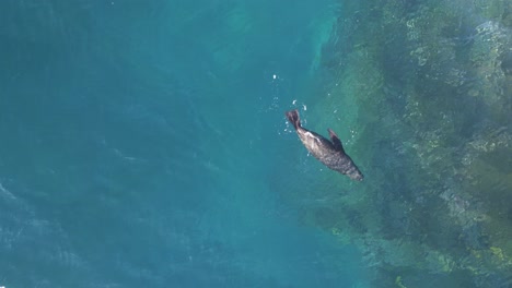 Seals-floats-on-an-clear-turquoise-ocean-surface,-resting,-sleeping,-spinning,-dancing,-moving-the-flippers-and-tails-to-feel-the-directions-of-wind-and-water-in-Sydney