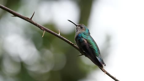 pájaro jacobino de cuello blanco en su hábitat natural en el bosque