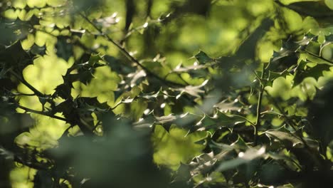 tranquil scene of poinsettia green leaves illuminated by natural sunlight, rack focus