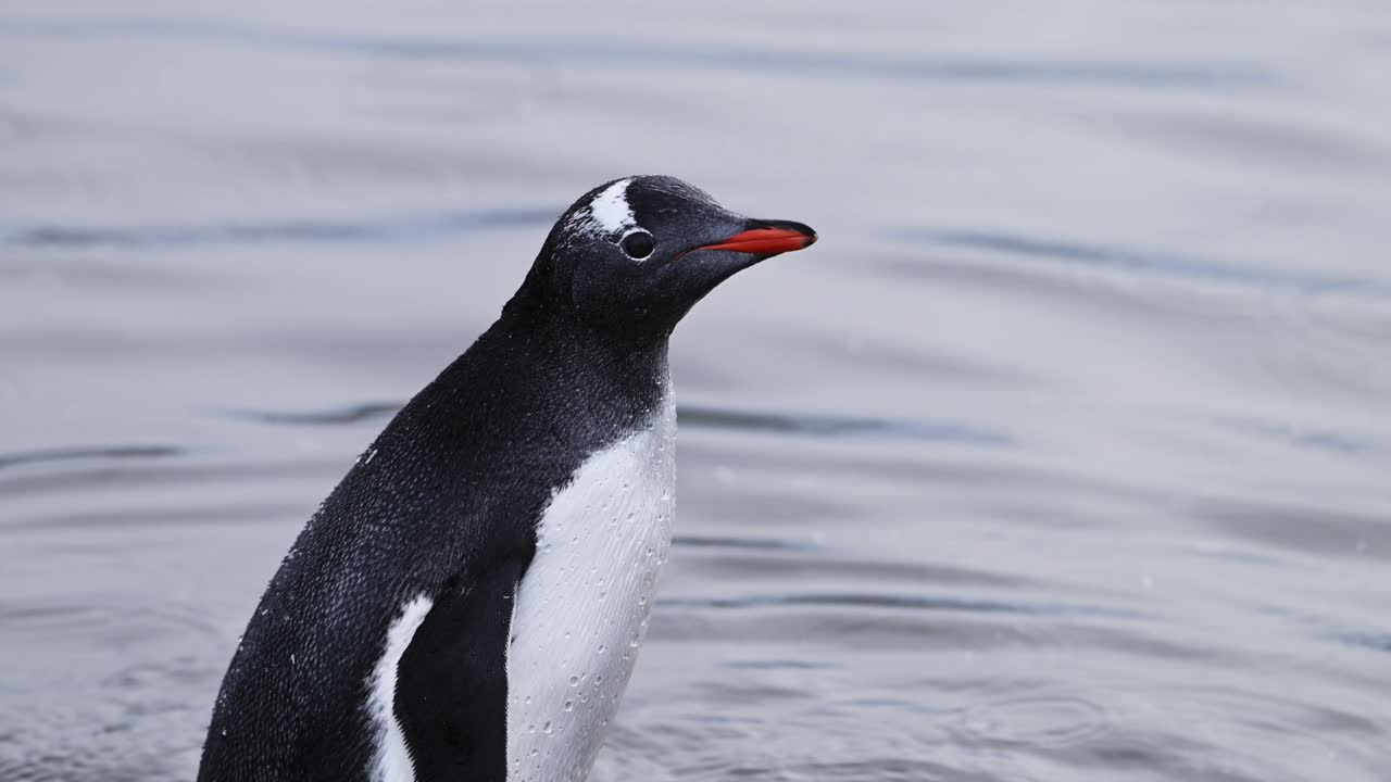 pingüino nadando en el agua del mar en el océano sur en la antártida en la vida silvestre y los animales en la península antártica gira por la naturaleza