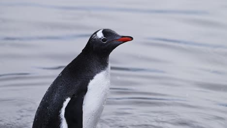 penguin swimming in sea water in southern ocean in antarctica on wildlife and animal antarctic peninsula nature tour