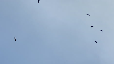 docenas de pájaros vuelan en el cielo azul