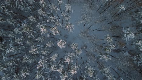 Vuelo-Aéreo-De-Drones-Sobre-Bosques-Cubiertos-De-Nieve-En-Invierno,-Clima-Frío,-Vista-Tranquila-Y-Relajante-Durante-El-Atardecer-O-El-Amanecer