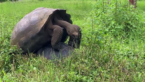 vista frontal de tortugas gigantes apareándose en las galápagos