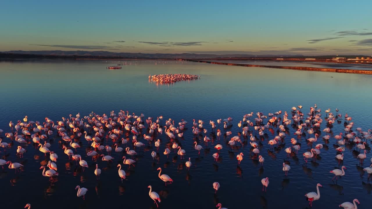 Flamingos gather in water at sunset near a large wetland area