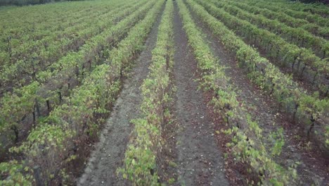 Growing-Grape-Vines-In-The-Winery-Of-Barossa-Valley-In-Adelaide,-South-Australia