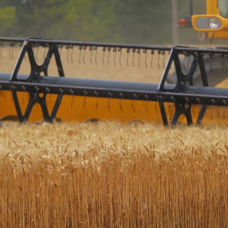 heavy machinery gathering ripe wheat. agricultural concept. rural landscape. wheat meadow