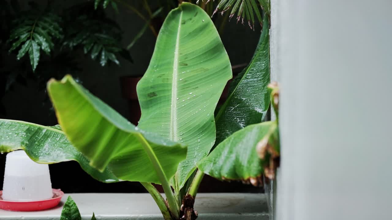 Gocce di pioggia su una pianta di banana in un giardino tropicale