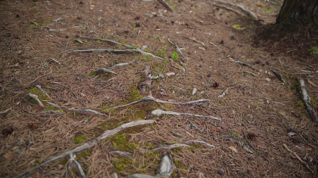 Vridna trädrötter sprider sig över skogsmarken, täckt av barr och mossfläckar. Lämplig för miljödokumentärer eller naturstudier.
