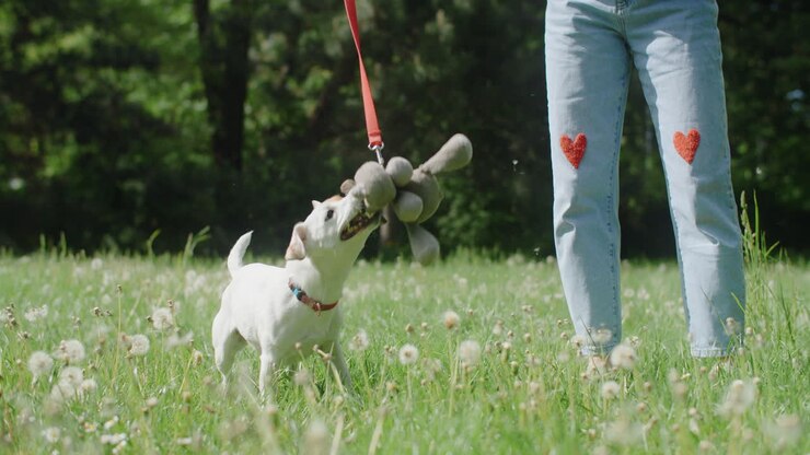 mujer paseando a su perro en un parque