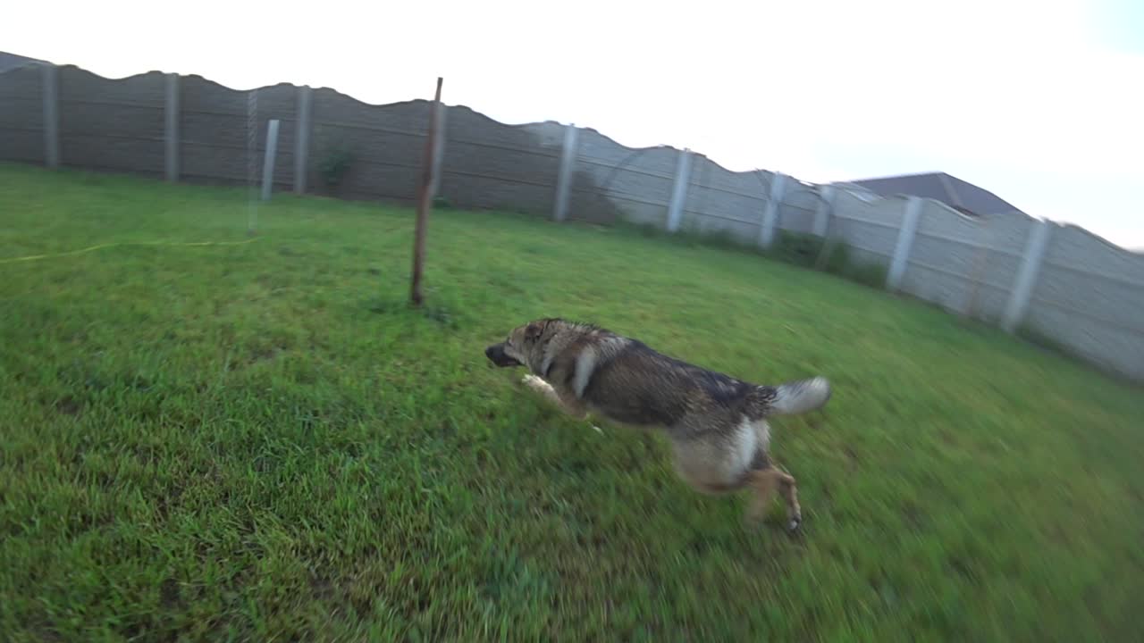 슬로우 모션 - 젖은 개가 뒤뜰의 스프링클러에서 물을 가지고 놀고 있습니다.