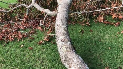 árbol muerto caído y ramas tumbadas sobre la hierba verde