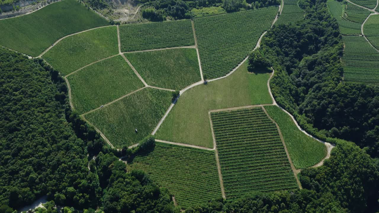 Above View Of Growing Vineyards In The Lower Valleys Surrounding The Dolomites In Trentino, Italy. Aerial Drone Shot