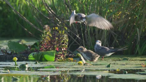 el tern negro alimentando a su cría un pez en medio del vuelo en el río