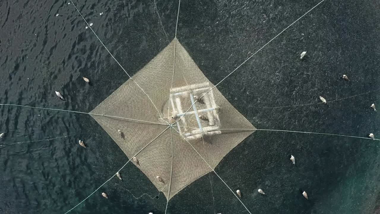 고기 생산은 전통적인 농작물에 대한 대안을 찾는 소규모 또는 제한된 자원 농부들 사이에서 매우 인기가있었습니다.