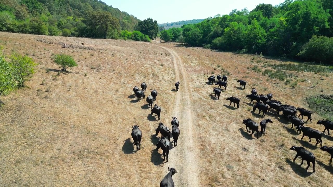 Un drone cattura una vista aerea mozzafiato di bufali selvatici mentre pascolano con grazia attraverso un vasto campo. La mandria si muove all'unisono.