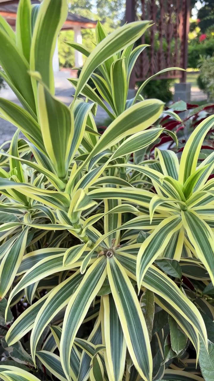 Primo piano di foglie di Dracaena variegata in giardino