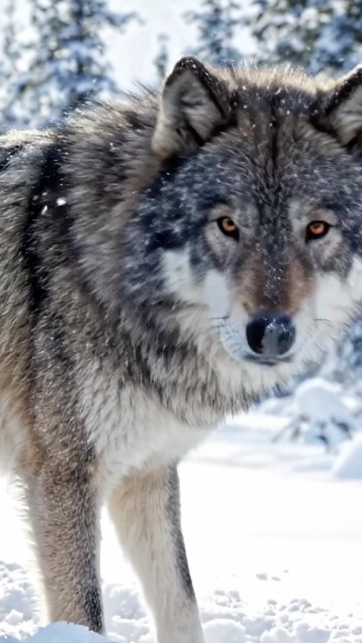 Majestic Wolf in Winter Wonderland: A Close-Up View of a Striking Grey Wolf Amidst a Snow-Covered Landscape, Capturing the Beauty of Wilderness and Wildlife in its Natural Habitat
