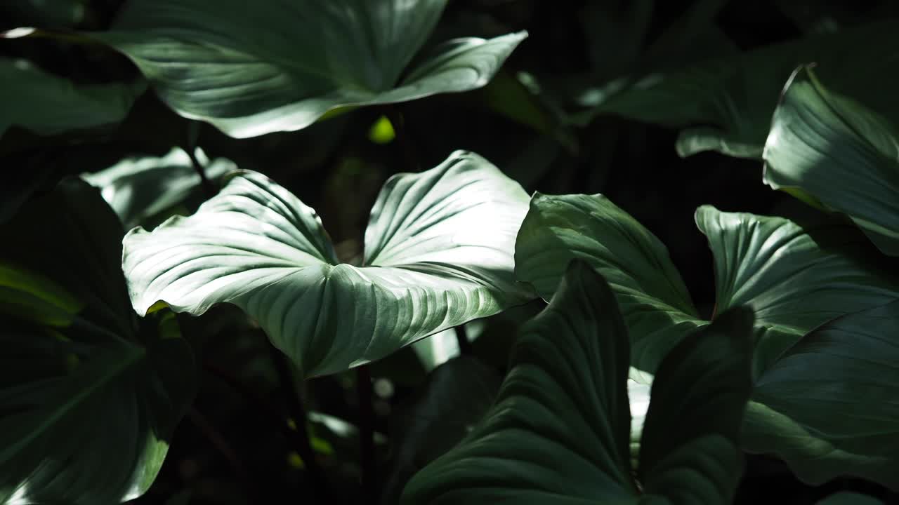 Dark Tropical Plants with Lush Green Leaves