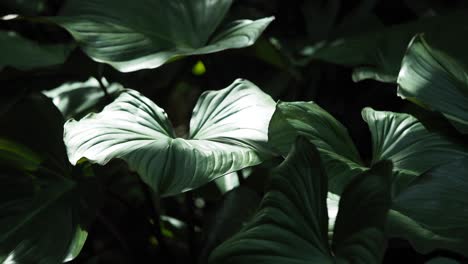 dark tropical plants with lush green leaves
