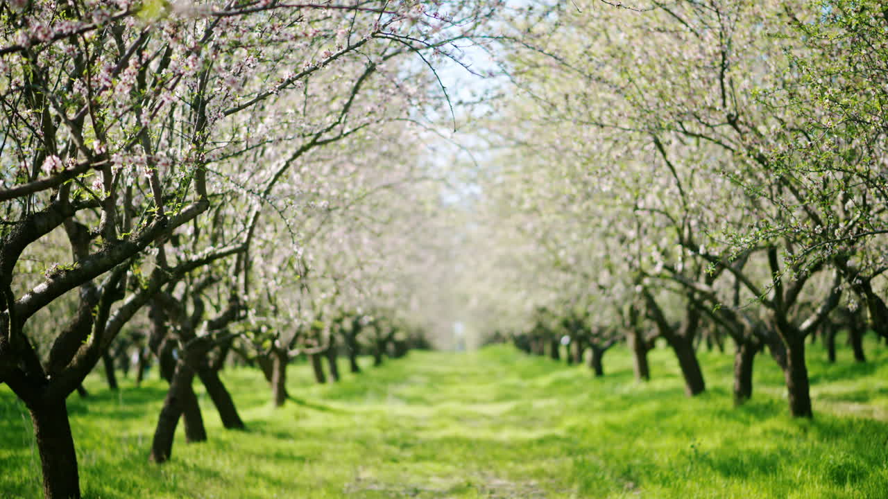 Unfocused field of blooming almond trees and green grass