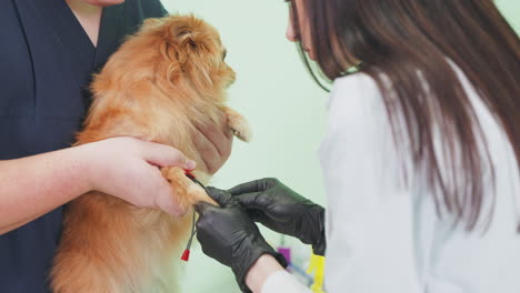 veterinario realizando una extracción de sangre en un perro