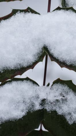 frozen branches