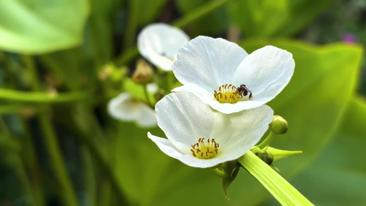 Close up of an Amazonian lotus with a tiny bee clinging to it