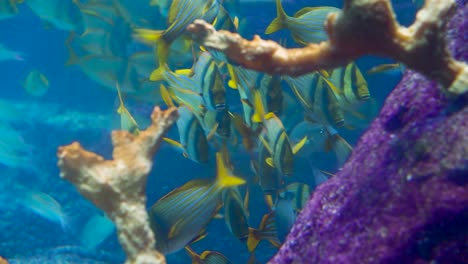 Gran-Acuario-Decorado-Con-Un-Arrecife-De-Coral-Con-Peces-Tropicales,-Tortugas-Y-Rayas