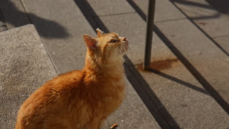 adorable ginger tabby cat sitting over asphalt near staircase during sunny day. high angle shot