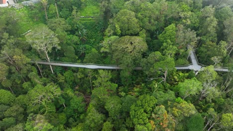 aerial view of canopy walkway through lush rainforest