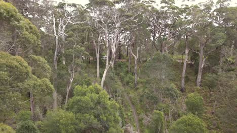 camp-ground deep in thick forest