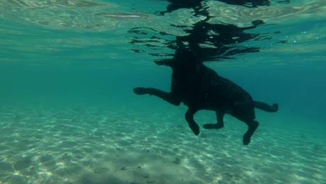 black dog swim on surface of water. underwater shot, 4k-60fps. red sea, dahab, egypt