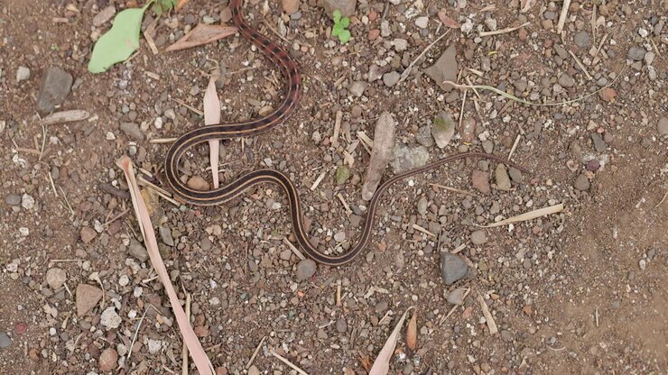 Buff-striped Keelback slang glijdt in slow motion over de grond en toont zijn levendige gele strepen