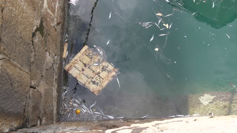 wooden box floating dead fish in the sea