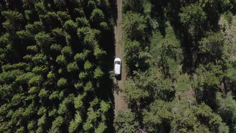 Auto-Auf-Unbefestigter-Straße-Mitten-Im-Wald-Geparkt,-Forstparzellen-Mit-Verschiedenen-Baumarten,-Wiederaufforstung-Islands