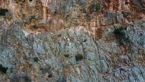 Extreme-mountain-goat-roaming-on-cliff-side,-aerial-view