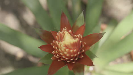 Slow-motion-footage-of-a-yellow-and-red-tropical-flower-with-dappled-sunlight-falling-on-it