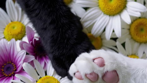cat paws on flowers