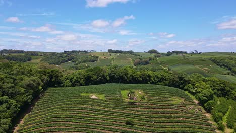 Aerial-view-of-a-rural-area-with-green-fields,-vines,-trees-and-fruit-plantations