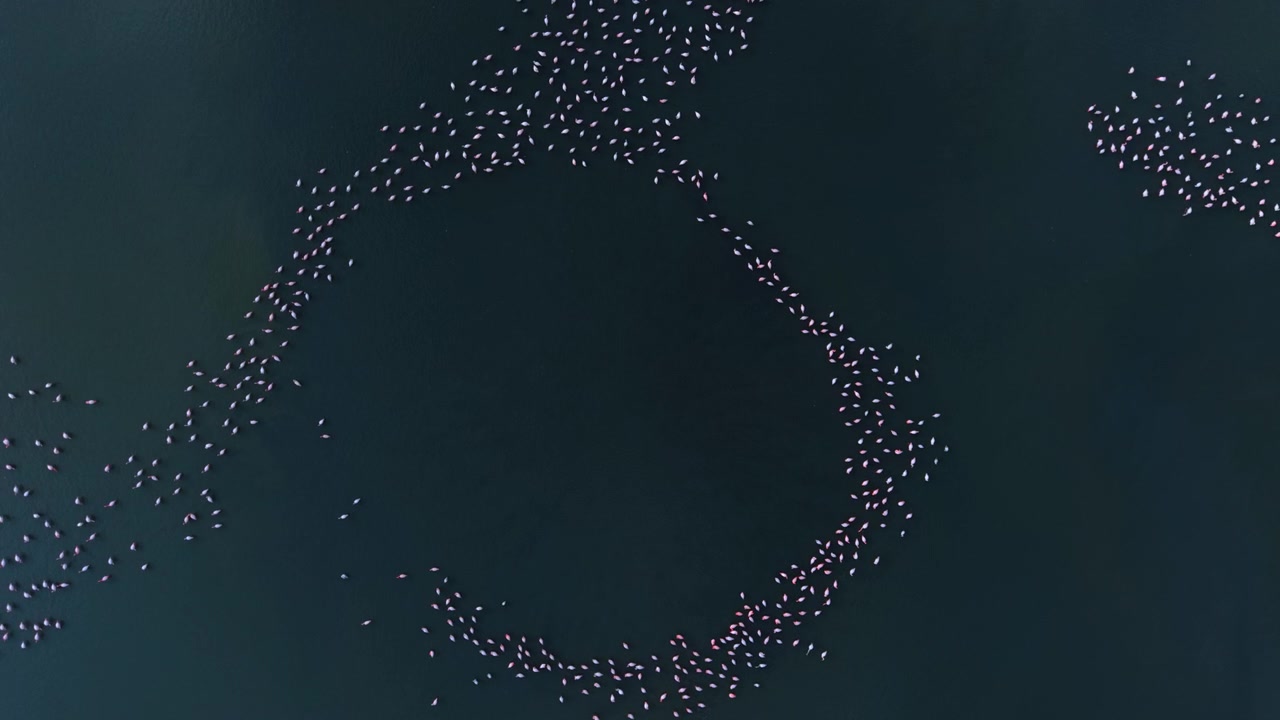 Vista aerea di fenicotteri che formano uno stormo curvo in acqua scura. I corpi luminosi degli uccelli creano un contrasto geometrico contro le profonde tonalità acquatiche sotto un'illuminazione uniforme