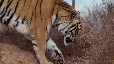 tiger paws at mouth as he eats piece of meat - medium shot