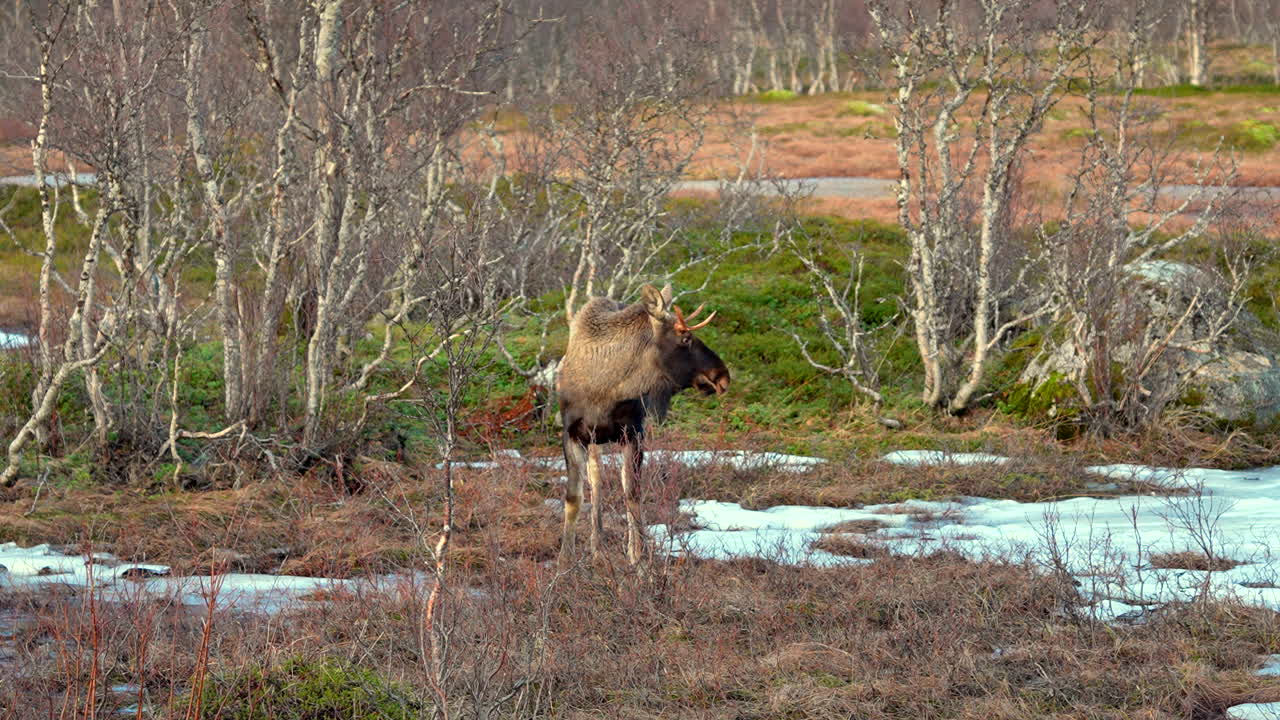 A young moose Bull is standing still and observing outside in the Norwegian Nature.
