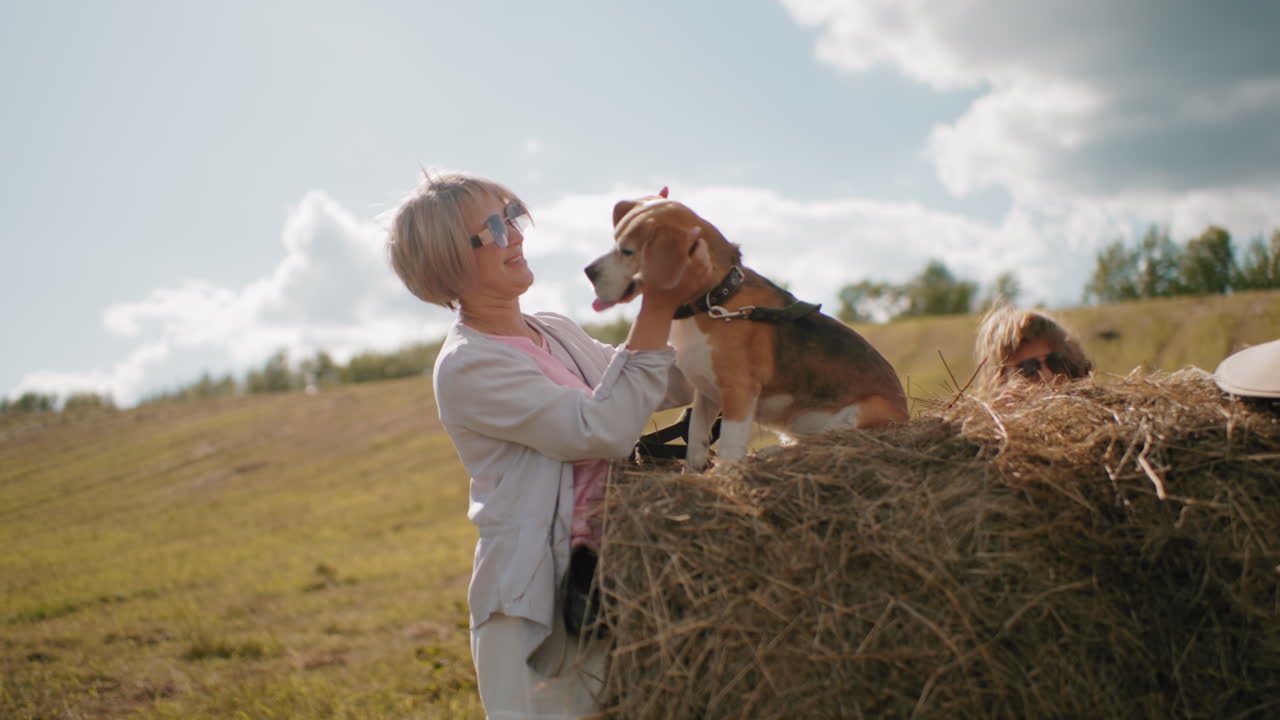 선글라스를 입은 노인이 광활한 시골 에서 더미 위에 앉아있는 동안 그녀의 비글 귀를 사랑스럽게 문지르고, 선글래스를 입은 다른 사람이 근처에 있습니다.