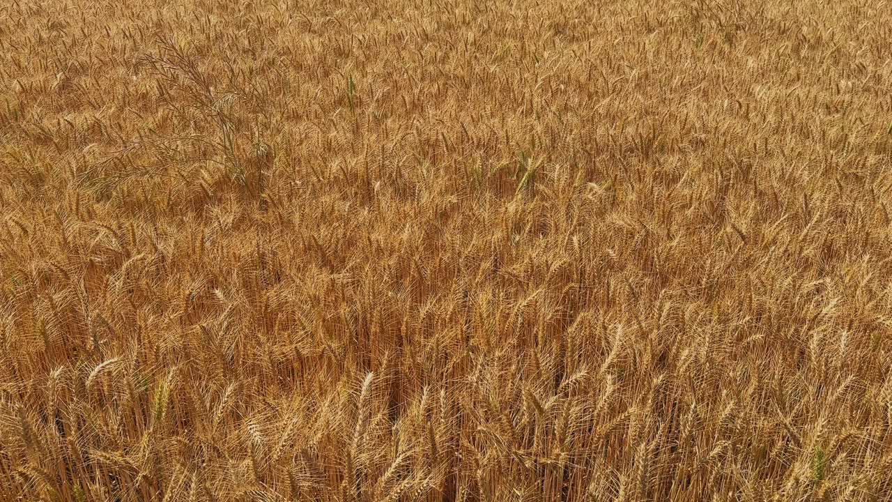Toma estática de un campo de trigo meciéndose suavemente con la brisa, con espigas densas que crean un movimiento rítmico suave y una textura natural bajo la cálida luz del día en un paisaje rural