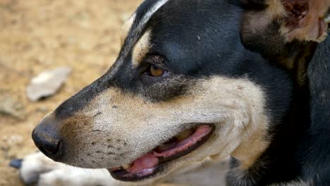 close up face of an adorable dog while playing in the park,