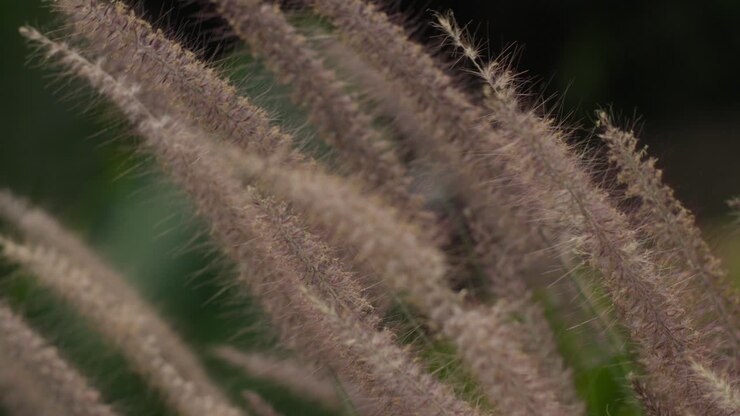 Foxtail flowers, elegant ornamental herbaceous plant